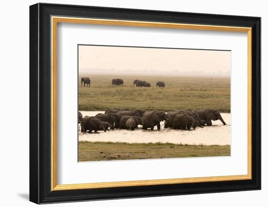 African Elephants (Loxodonta Africana), Chobe National Park, Botswana, Africa-Sergio Pitamitz-Framed Photographic Print