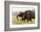 African Elephants (Loxodonta Africana), Chobe National Park, Botswana, Africa-Sergio Pitamitz-Framed Photographic Print