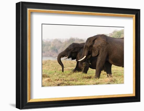 African Elephants (Loxodonta Africana), Chobe National Park, Botswana, Africa-Sergio Pitamitz-Framed Photographic Print