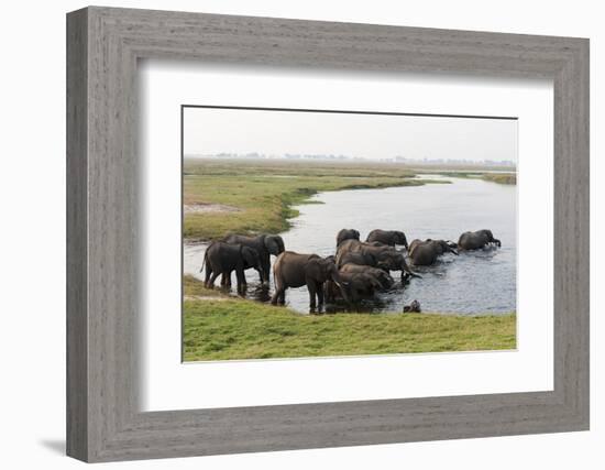 African Elephants (Loxodonta Africana), Chobe National Park, Botswana, Africa-Sergio Pitamitz-Framed Photographic Print