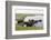 African Elephants (Loxodonta Africana), Chobe National Park, Botswana, Africa-Sergio Pitamitz-Framed Photographic Print