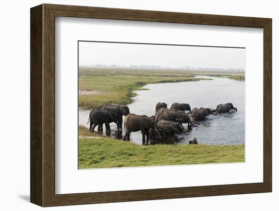 African Elephants (Loxodonta Africana), Chobe National Park, Botswana, Africa-Sergio Pitamitz-Framed Photographic Print