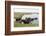 African Elephants (Loxodonta Africana), Chobe National Park, Botswana, Africa-Sergio Pitamitz-Framed Photographic Print