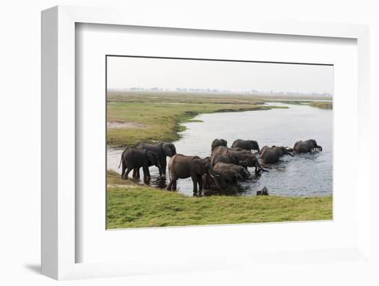 African Elephants (Loxodonta Africana), Chobe National Park, Botswana, Africa-Sergio Pitamitz-Framed Photographic Print