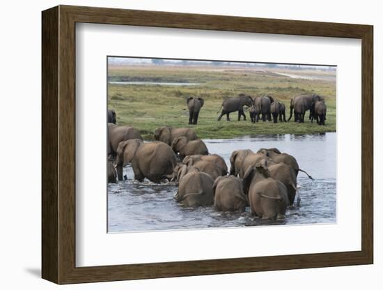 African Elephants (Loxodonta Africana), Chobe National Park, Botswana, Africa-Sergio Pitamitz-Framed Photographic Print