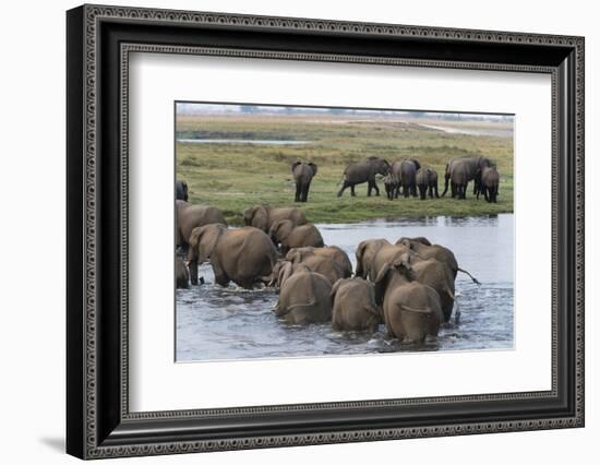 African Elephants (Loxodonta Africana), Chobe National Park, Botswana, Africa-Sergio Pitamitz-Framed Photographic Print