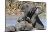 African Elephants (Loxodonta Africana) Drinking and Bathing at Hapoor Waterhole-Ann and Steve Toon-Mounted Photographic Print