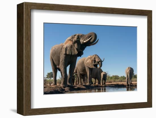 African elephants (Loxodonta africana) drinking at waterhole, Mashatu Game Reserve, Botswana-Sergio Pitamitz-Framed Photographic Print