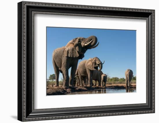 African elephants (Loxodonta africana) drinking at waterhole, Mashatu Game Reserve, Botswana-Sergio Pitamitz-Framed Photographic Print