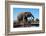 African elephants (Loxodonta africana) drinking at waterhole, Mashatu Game Reserve, Botswana-Sergio Pitamitz-Framed Photographic Print