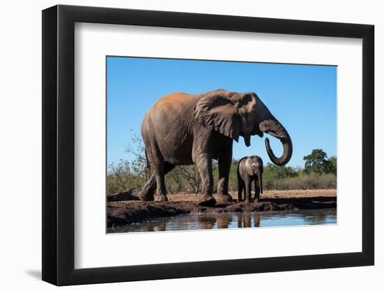 African elephants (Loxodonta africana) drinking at waterhole, Mashatu Game Reserve, Botswana-Sergio Pitamitz-Framed Photographic Print