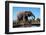 African elephants (Loxodonta africana) drinking at waterhole, Mashatu Game Reserve, Botswana-Sergio Pitamitz-Framed Photographic Print