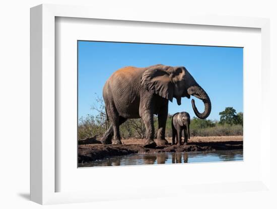 African elephants (Loxodonta africana) drinking at waterhole, Mashatu Game Reserve, Botswana-Sergio Pitamitz-Framed Photographic Print