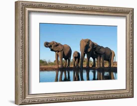 African elephants (Loxodonta africana) drinking at waterhole, Mashatu Game Reserve, Botswana-Sergio Pitamitz-Framed Photographic Print