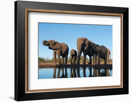 African elephants (Loxodonta africana) drinking at waterhole, Mashatu Game Reserve, Botswana-Sergio Pitamitz-Framed Photographic Print