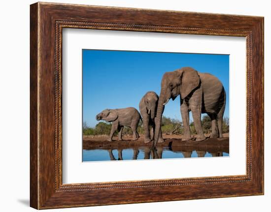 African elephants (Loxodonta africana) drinking at waterhole, Mashatu Game Reserve, Botswana-Sergio Pitamitz-Framed Photographic Print