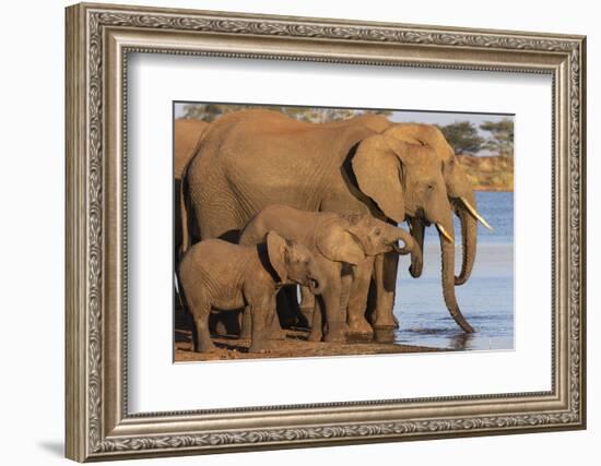 African elephants (Loxodonta africana) drinking, Zimanga game reserve, KwaZulu-Natal-Ann and Steve Toon-Framed Photographic Print