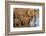 African elephants (Loxodonta africana) drinking, Zimanga game reserve, KwaZulu-Natal-Ann and Steve Toon-Framed Photographic Print