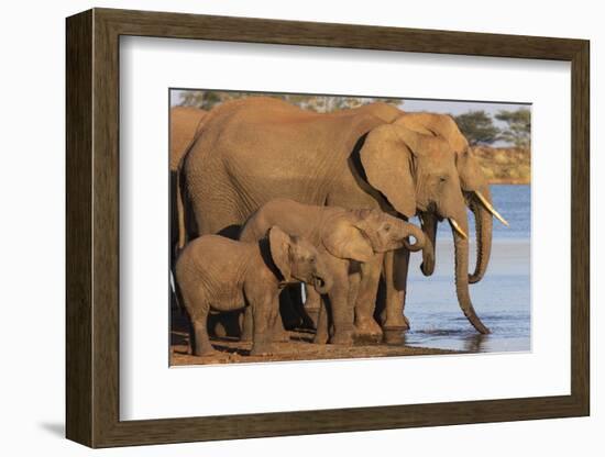 African elephants (Loxodonta africana) drinking, Zimanga game reserve, KwaZulu-Natal-Ann and Steve Toon-Framed Photographic Print