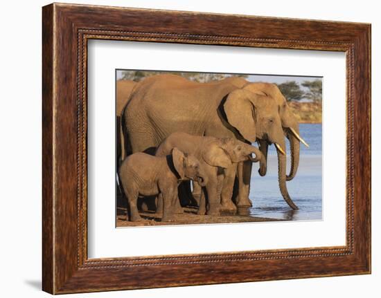 African elephants (Loxodonta africana) drinking, Zimanga game reserve, KwaZulu-Natal-Ann and Steve Toon-Framed Photographic Print