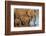 African elephants (Loxodonta africana) drinking, Zimanga game reserve, KwaZulu-Natal-Ann and Steve Toon-Framed Photographic Print