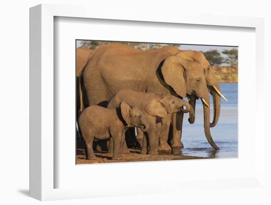African elephants (Loxodonta africana) drinking, Zimanga game reserve, KwaZulu-Natal-Ann and Steve Toon-Framed Photographic Print