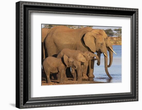 African elephants (Loxodonta africana) drinking, Zimanga game reserve, KwaZulu-Natal-Ann and Steve Toon-Framed Photographic Print