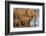 African elephants (Loxodonta africana) drinking, Zimanga game reserve, KwaZulu-Natal-Ann and Steve Toon-Framed Photographic Print