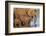 African elephants (Loxodonta africana) drinking, Zimanga game reserve, KwaZulu-Natal-Ann and Steve Toon-Framed Photographic Print