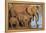 African elephants (Loxodonta africana) drinking, Zimanga game reserve, KwaZulu-Natal-Ann and Steve Toon-Framed Premier Image Canvas