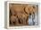 African elephants (Loxodonta africana) drinking, Zimanga game reserve, KwaZulu-Natal-Ann and Steve Toon-Framed Premier Image Canvas