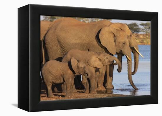 African elephants (Loxodonta africana) drinking, Zimanga game reserve, KwaZulu-Natal-Ann and Steve Toon-Framed Premier Image Canvas