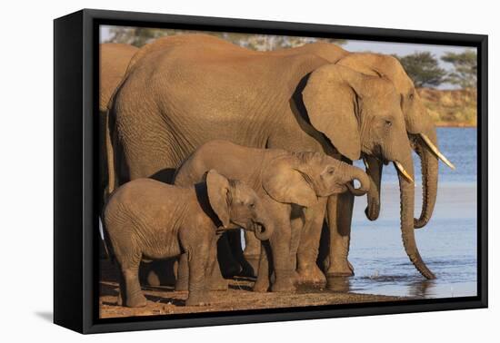 African elephants (Loxodonta africana) drinking, Zimanga game reserve, KwaZulu-Natal-Ann and Steve Toon-Framed Premier Image Canvas