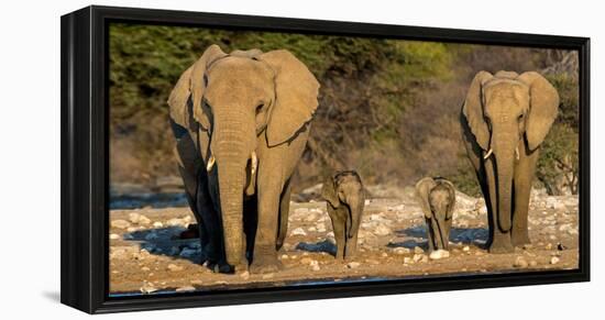 African Elephants (Loxodonta Africana) Family Standing at Waterhole, Etosha National Park, Namibia-null-Framed Stretched Canvas