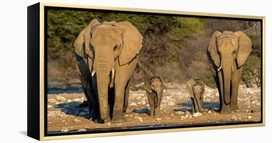 African Elephants (Loxodonta Africana) Family Standing at Waterhole, Etosha National Park, Namibia-null-Framed Stretched Canvas