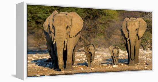 African Elephants (Loxodonta Africana) Family Standing at Waterhole, Etosha National Park, Namibia-null-Framed Stretched Canvas