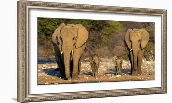 African Elephants (Loxodonta Africana) Family Standing at Waterhole, Etosha National Park, Namibia-null-Framed Photographic Print