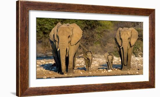 African Elephants (Loxodonta Africana) Family Standing at Waterhole, Etosha National Park, Namibia-null-Framed Photographic Print