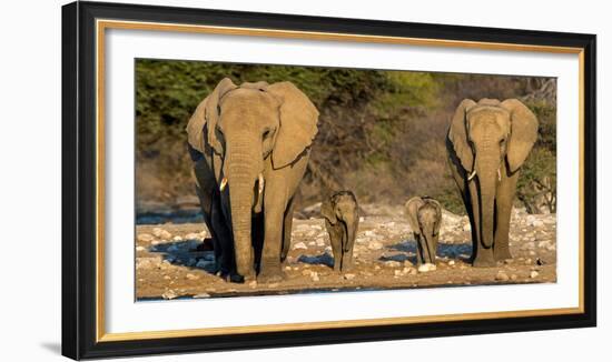 African Elephants (Loxodonta Africana) Family Standing at Waterhole, Etosha National Park, Namibia-null-Framed Photographic Print