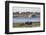 African elephants (Loxodonta africana) grazing, Chobe River, Botswana, Africa-Ann and Steve Toon-Framed Photographic Print