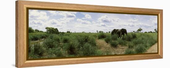 African Elephants (Loxodonta Africana) in a Field, Kruger National Park, South Africa-null-Framed Premier Image Canvas