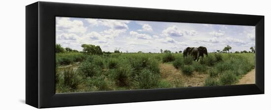 African Elephants (Loxodonta Africana) in a Field, Kruger National Park, South Africa-null-Framed Premier Image Canvas