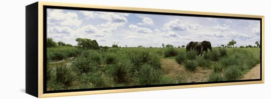 African Elephants (Loxodonta Africana) in a Field, Kruger National Park, South Africa-null-Framed Premier Image Canvas