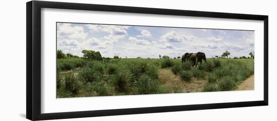 African Elephants (Loxodonta Africana) in a Field, Kruger National Park, South Africa-null-Framed Photographic Print