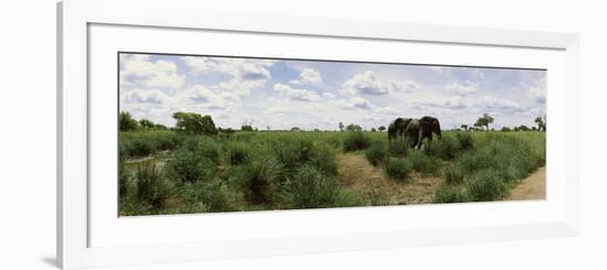 African Elephants (Loxodonta Africana) in a Field, Kruger National Park, South Africa-null-Framed Photographic Print