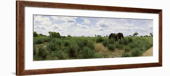 African Elephants (Loxodonta Africana) in a Field, Kruger National Park, South Africa-null-Framed Photographic Print