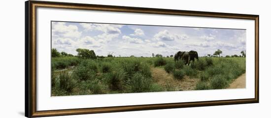 African Elephants (Loxodonta Africana) in a Field, Kruger National Park, South Africa-null-Framed Photographic Print