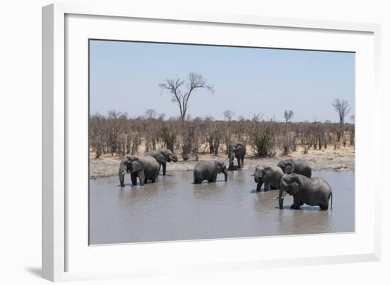 African Elephants (Loxodonta Africana), Khwai Concession, Okavango Delta, Botswana, Africa-Sergio Pitamitz-Framed Photographic Print