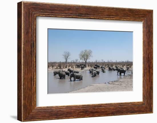 African Elephants (Loxodonta Africana), Khwai Concession, Okavango Delta, Botswana, Africa-Sergio Pitamitz-Framed Photographic Print