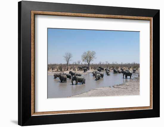 African Elephants (Loxodonta Africana), Khwai Concession, Okavango Delta, Botswana, Africa-Sergio Pitamitz-Framed Photographic Print